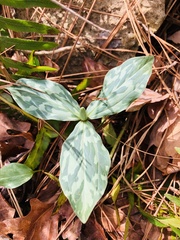 Trillium gracile