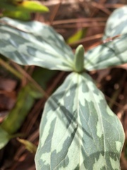 Trillium gracile