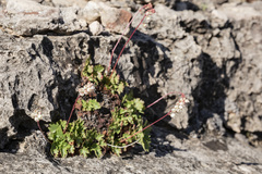 Heuchera hallii