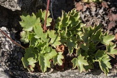 Heuchera hallii