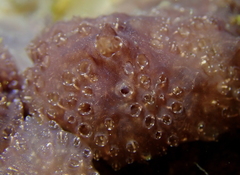 Distaplia