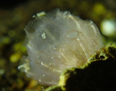 Distaplia