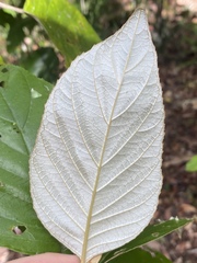 Argophyllum curtum