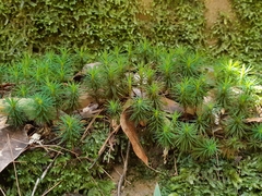 Dawsonia superba