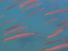 Sphyraena flavicauda