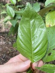 Argophyllum curtum