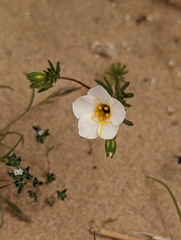 Leptosiphon chrysanthus decorus