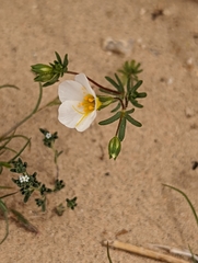 Leptosiphon chrysanthus decorus