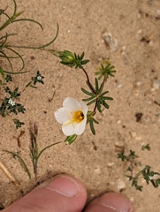 Leptosiphon chrysanthus decorus