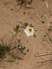 Leptosiphon chrysanthus decorus