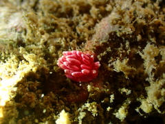 Okenia hiroi