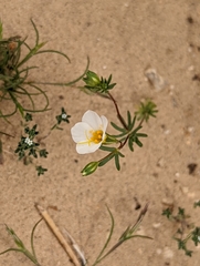 Leptosiphon chrysanthus decorus