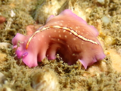 Pseudoceros liparus