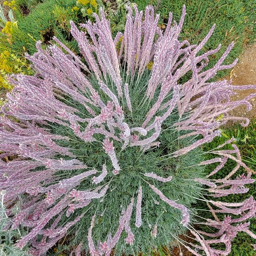 Astragalus sciureus