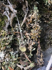 Cladonia albonigra