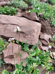 Valeriana acutiloba