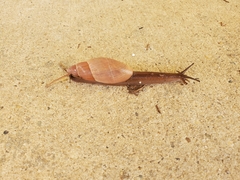 Euglandina rosea