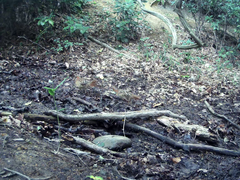 Bambusicola thoracicus