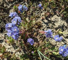 Phacelia ciliata