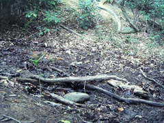 Bambusicola thoracicus