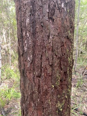 Eucalyptus pellita