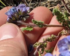 Phacelia ciliata