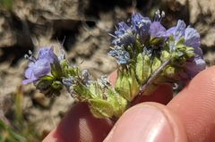 Phacelia ciliata