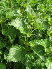 Urtica australis