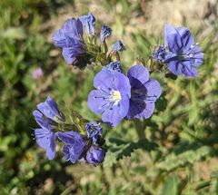 Phacelia ciliata