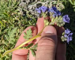 Phacelia ciliata
