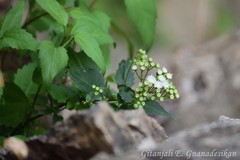 Ageratina paupercula