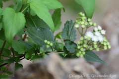 Ageratina paupercula