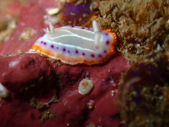 Goniobranchus setoensis