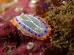 Goniobranchus setoensis