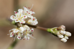 Eriogonum lonchophyllum
