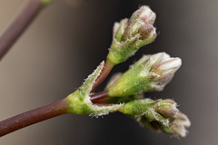 Eriogonum lonchophyllum