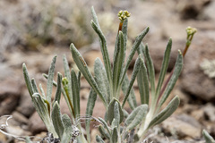 Eriogonum lonchophyllum