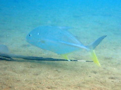 Caranx papuensis