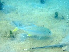 Caranx papuensis