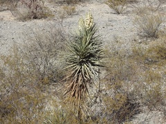 Yucca rigida
