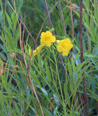 Tecoma stans angustata