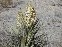 Yucca rigida