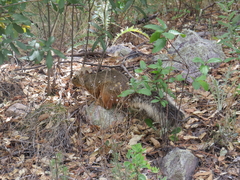 Sciurus nayaritensis