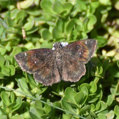 Staphylus hayhurstii