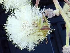 Tylospilus