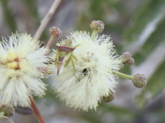 Tylospilus