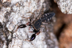 Cheliferoides segmentatus