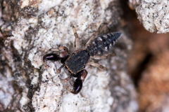 Cheliferoides segmentatus