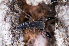 Cheliferoides segmentatus
