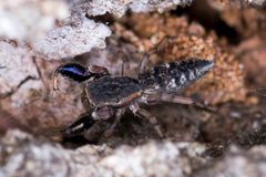 Cheliferoides segmentatus